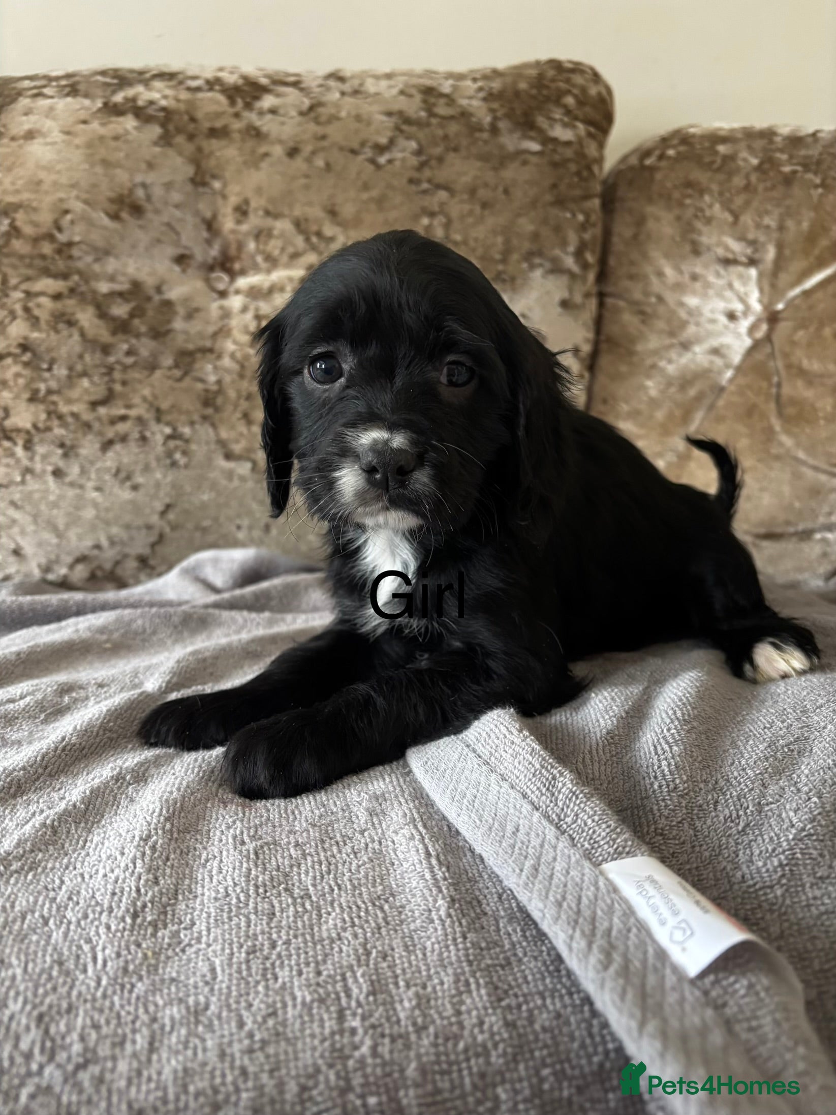 Cockalier dogs Cockalier puppies - Advert 1