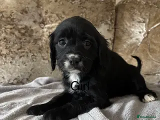 Cockalier dogs Cockalier puppies - Advert 2