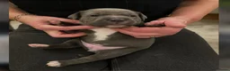 Staffordshire Bull Terrier dogs for sale: Delightful Strong Pure Staffy Bull Terrier Pups  in Doncaster - Advert 24