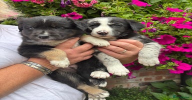 Border Collie dogs - Advert 2