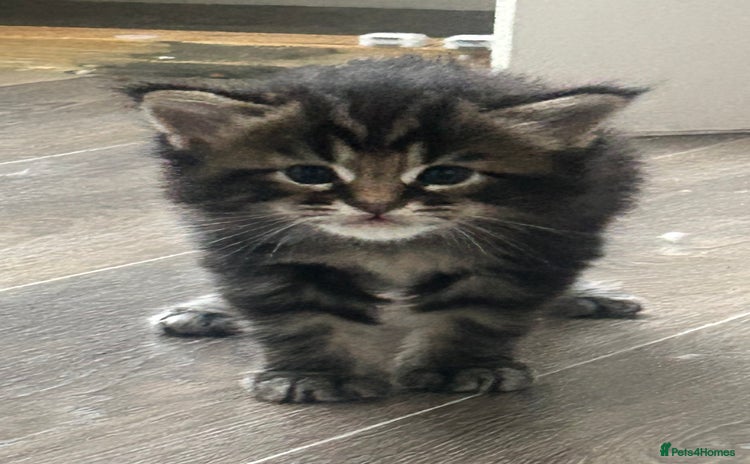 Maine Coon cats - Advert 1