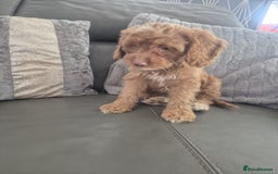 Cockapoo dogs for sale: F1 cockapoo - Ready Now - Image 16