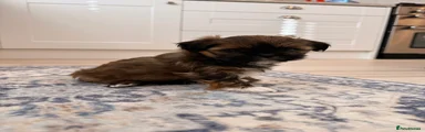 Lhasa Apso 2