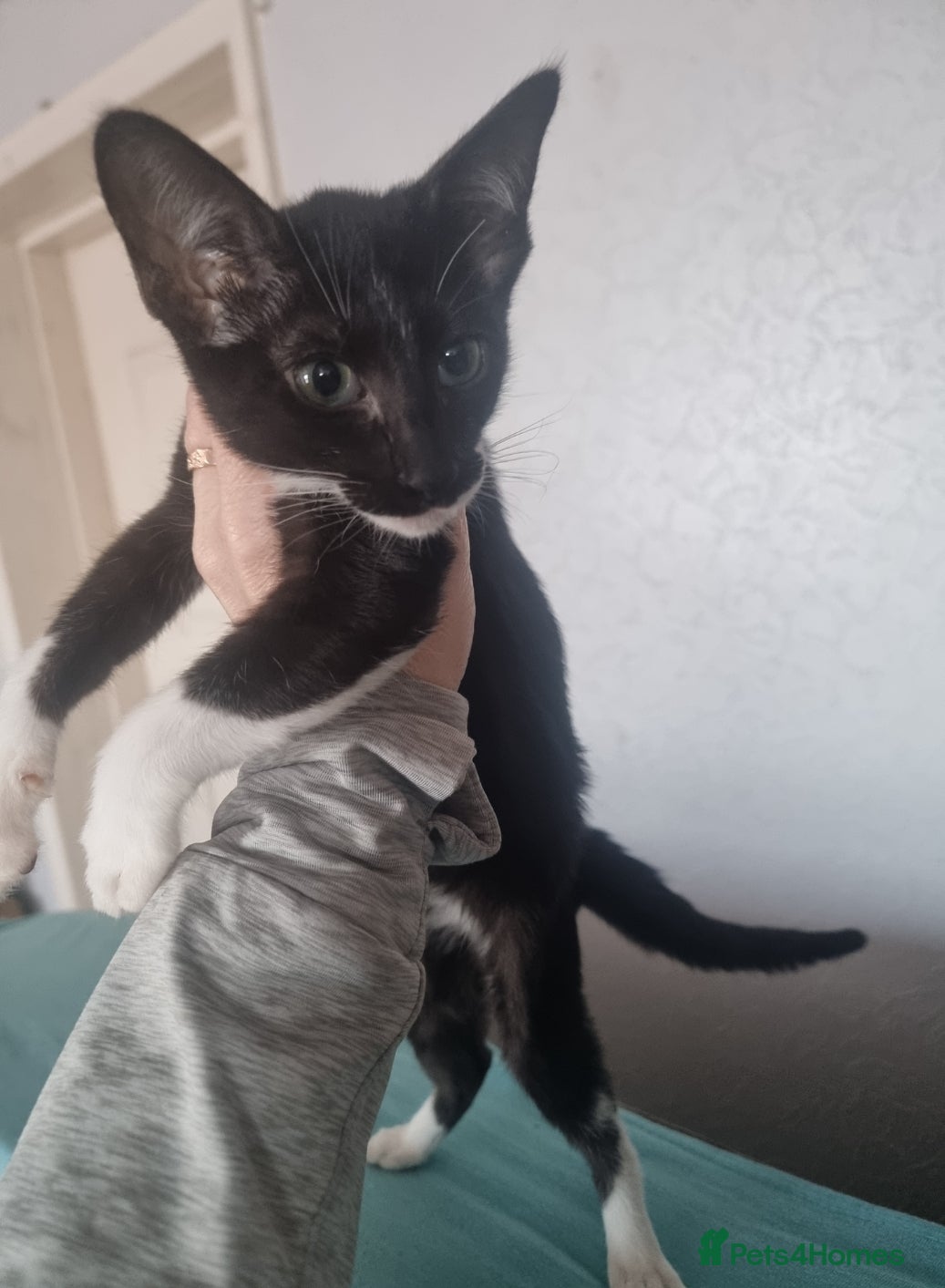 Oriental cats Oriental kittens - Advert 1