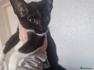 Oriental cats Oriental kittens - Advert 21