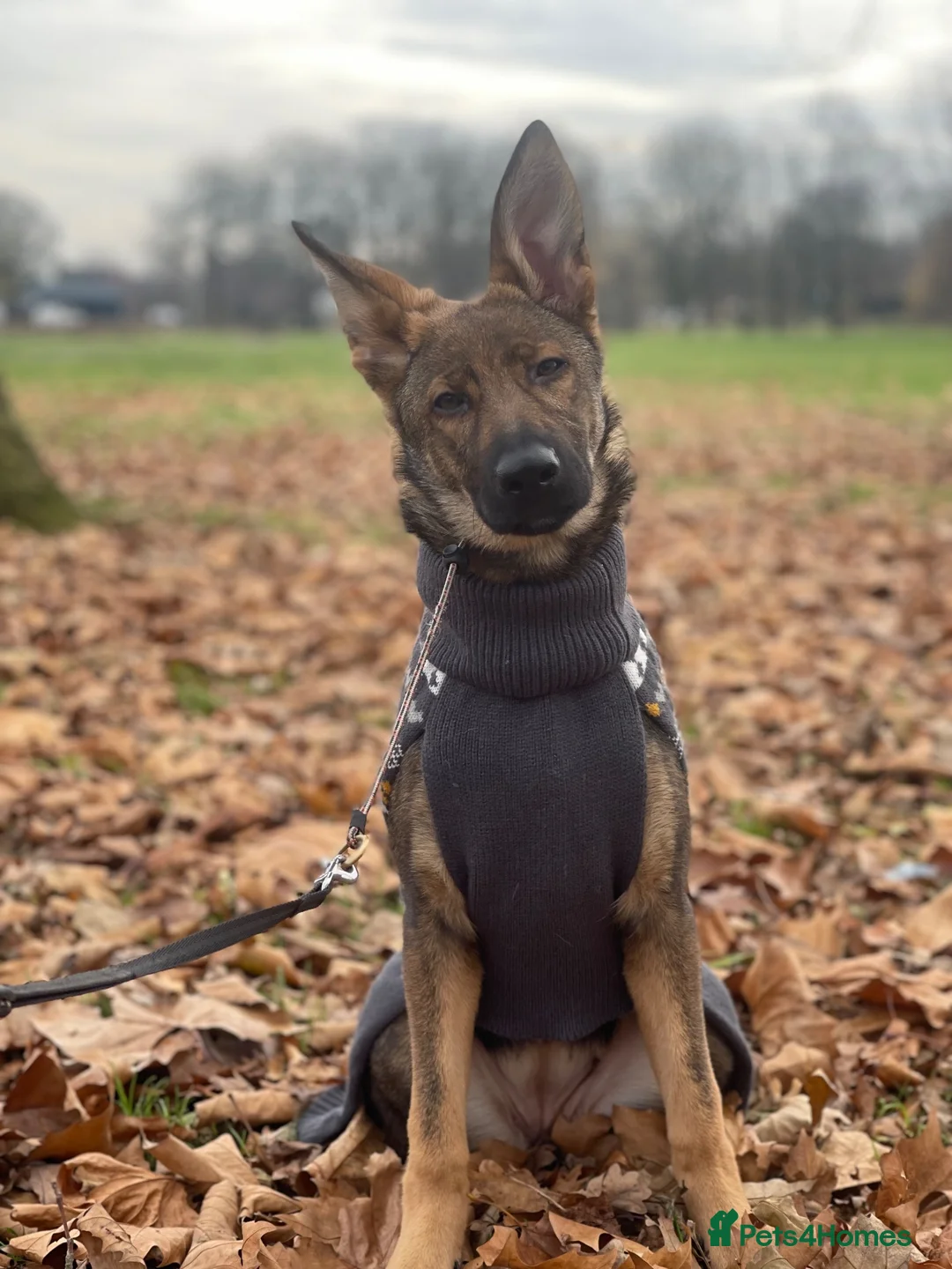 German Shepherd dogs for sale: Loving home needed - 3 year old GSD - Advert 7