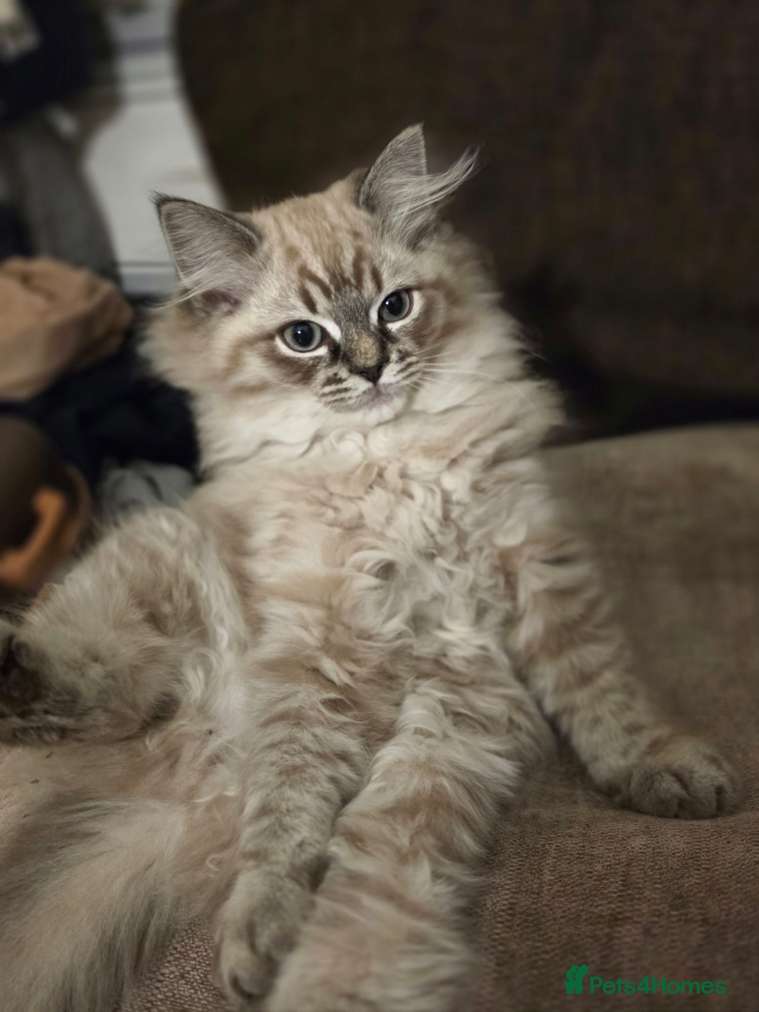 Ragdoll cats last remaining Ragdoll cross scottish strait - Advert 2