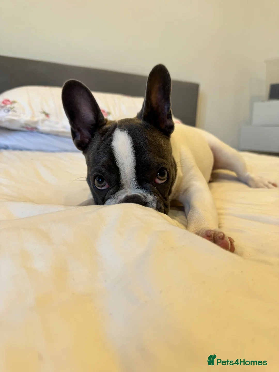 French Bulldog dogs for sale: French Bulldog puppy looking for a loving new home - Advert 5