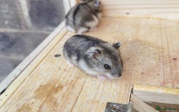 Hamster rodents for sale: Dwarf Hamster - Image 7