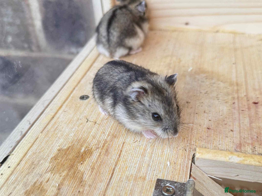 Hamster rodents for sale: Dwarf Hamster - Image 7