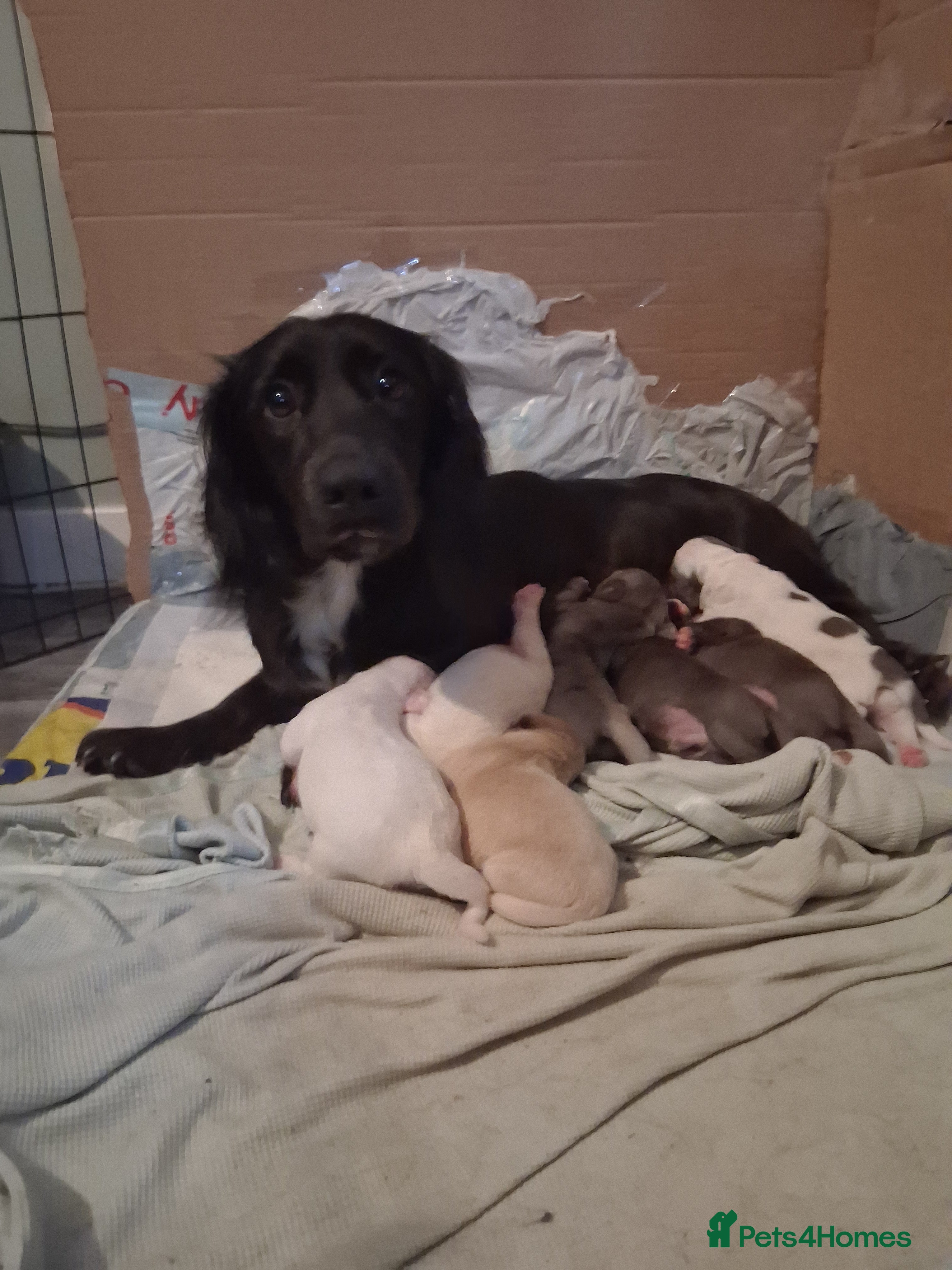 Mixed Breed dogs Dacshund x springer spaniel. - Advert 3