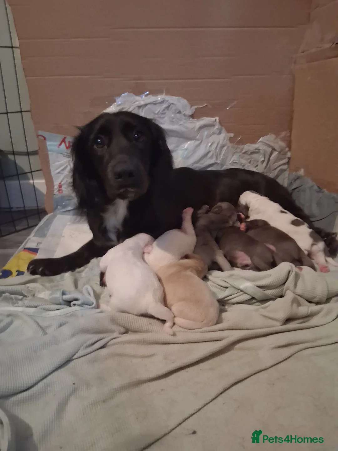 Mixed Breed dogs for sale: Dacshund x springer spaniel. - Advert 1