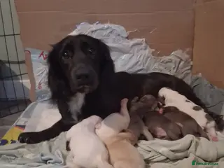 Mixed Breed dogs Dacshund x springer spaniel. - Advert 3