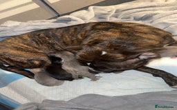Staffordshire Bull Terrier dogs for sale: Staffordshire bull terriers - Image 13