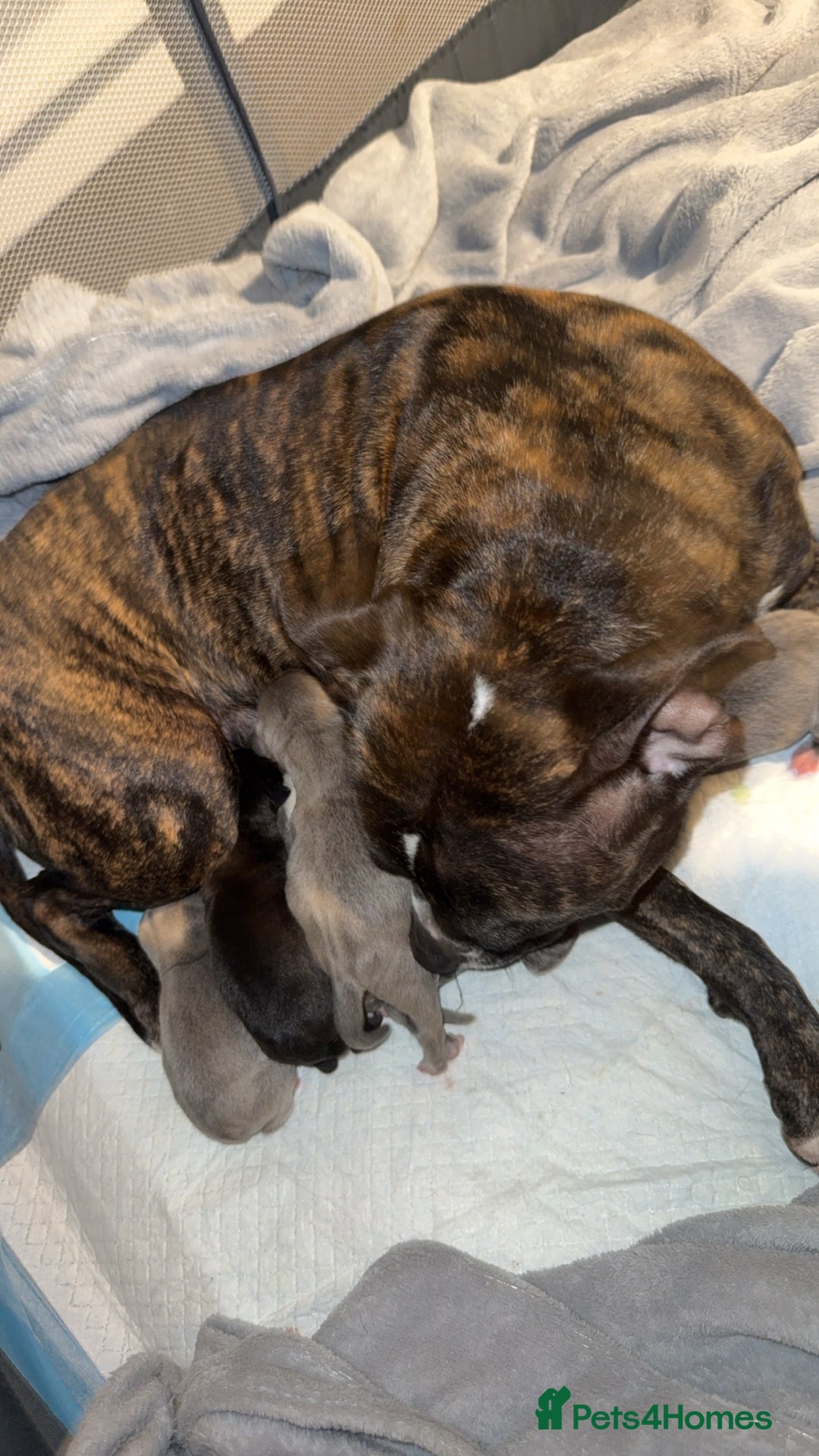 Staffordshire Bull Terrier dogs for sale: Staffordshire bull terriers - Image 13