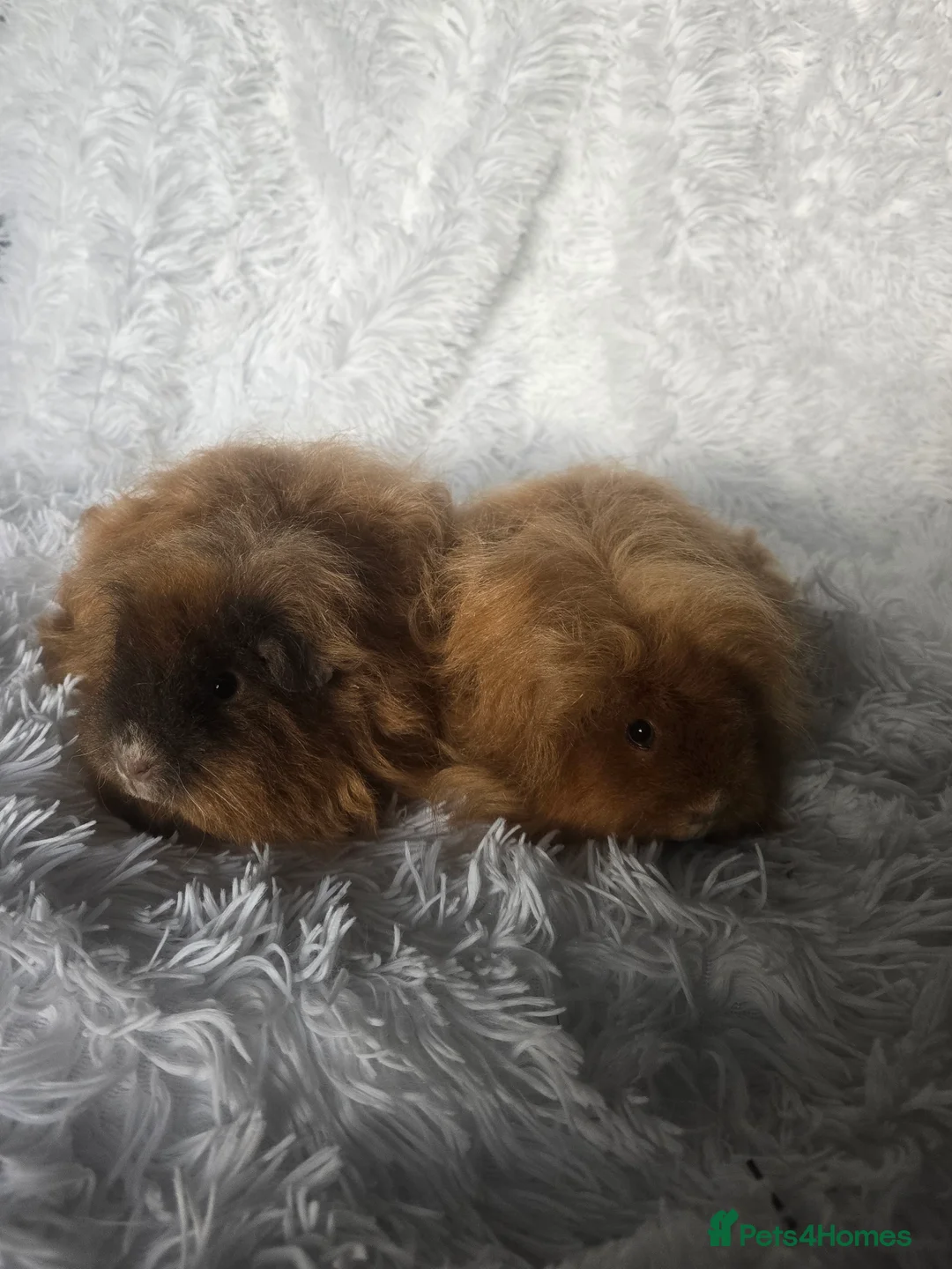 Guinea Pig rodents for sale: Fluffy Guinea Pigs - Advert 4