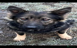 German Shepherd dogs for sale: Germany 🇩🇪 shepherd puppies dogs 🐕 big boned - Image 12