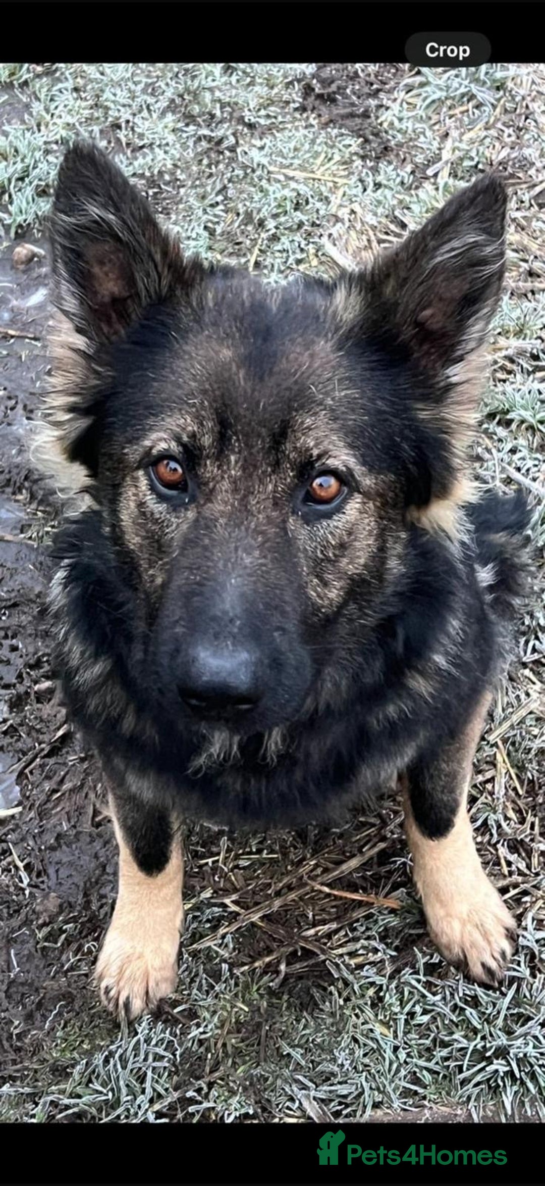 German Shepherd dogs for sale: Germany 🇩🇪 shepherd puppies dogs 🐕 big boned - Image 12