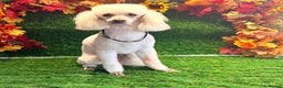 Miniature Poodle dogs for sale: Miniature poodle  - Advert 22