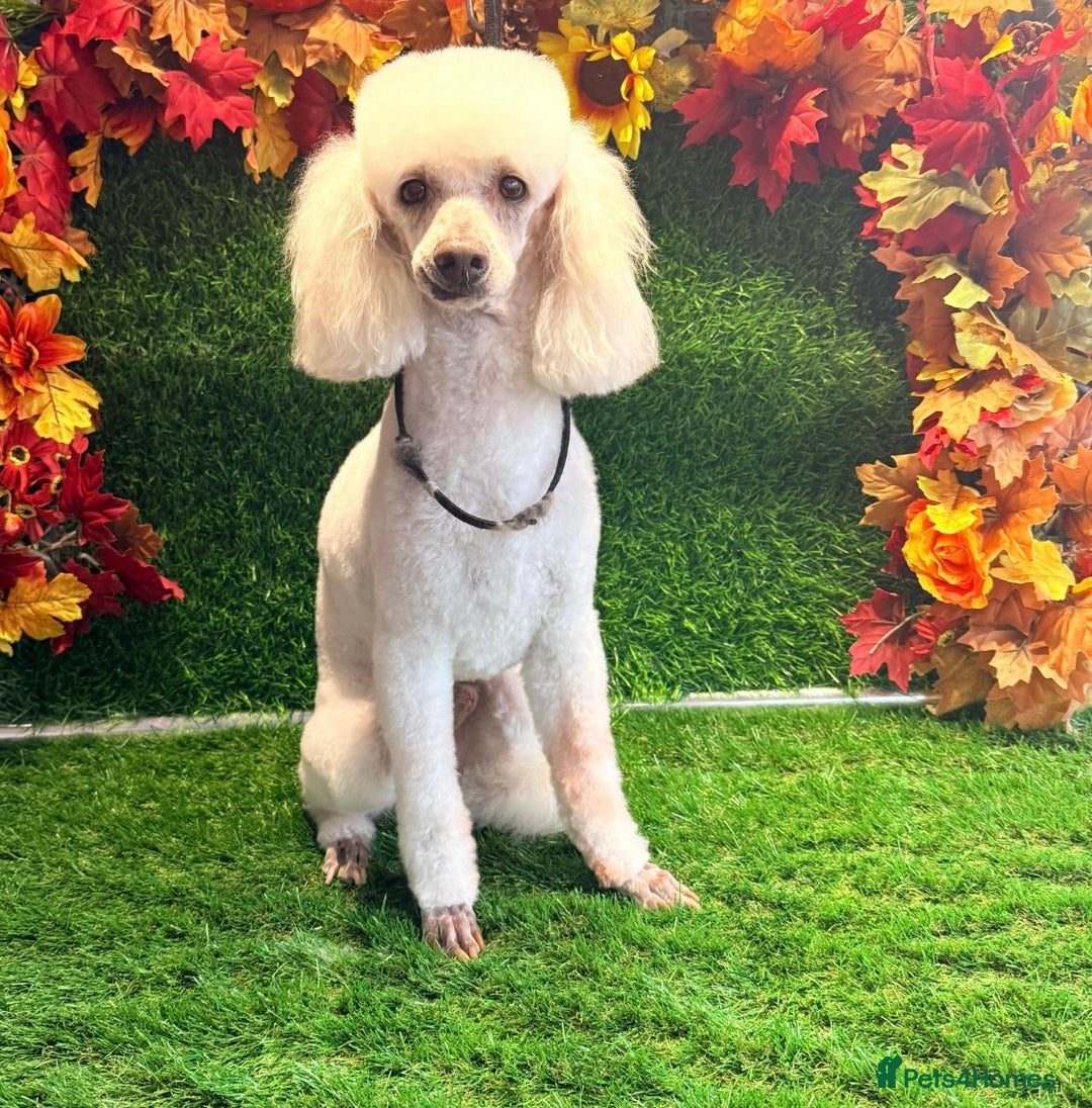 Miniature Poodle dogs for sale: Miniature poodle  - Advert 22