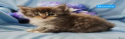 Maine Coon cats for sale: Mainecoons ready now - Advert 33
