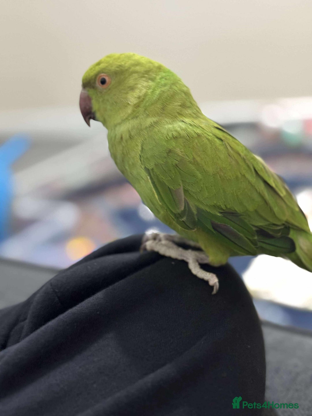 Ringnecks birds for sale: A beautiful Indian ringneck  - Advert 8