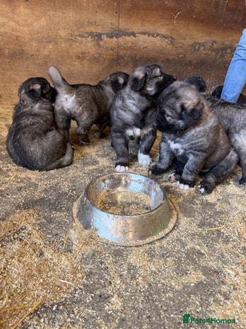 Caucasian Shepherd Dog dogs in Wylam - Advert 14