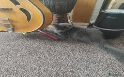 Ragcoon cats for sale: Maine coon X Ragdoll kitten - Image 3