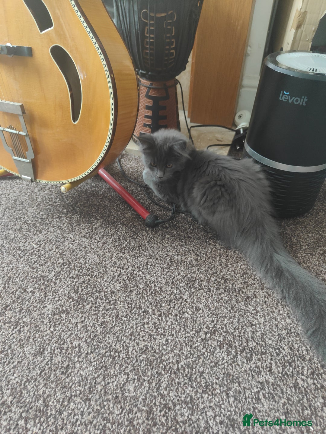 Ragcoon cats for sale: Maine coon X Ragdoll kitten - Image 3