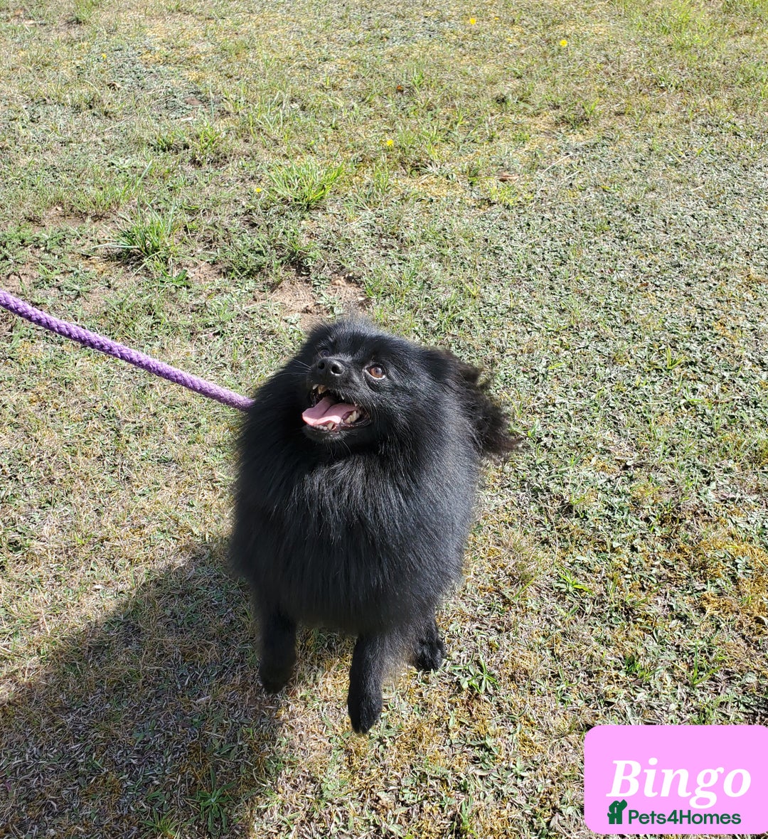 German Spitz dogs for sale: Bluey & Bingo looking for Loving Homes.  - Advert 12