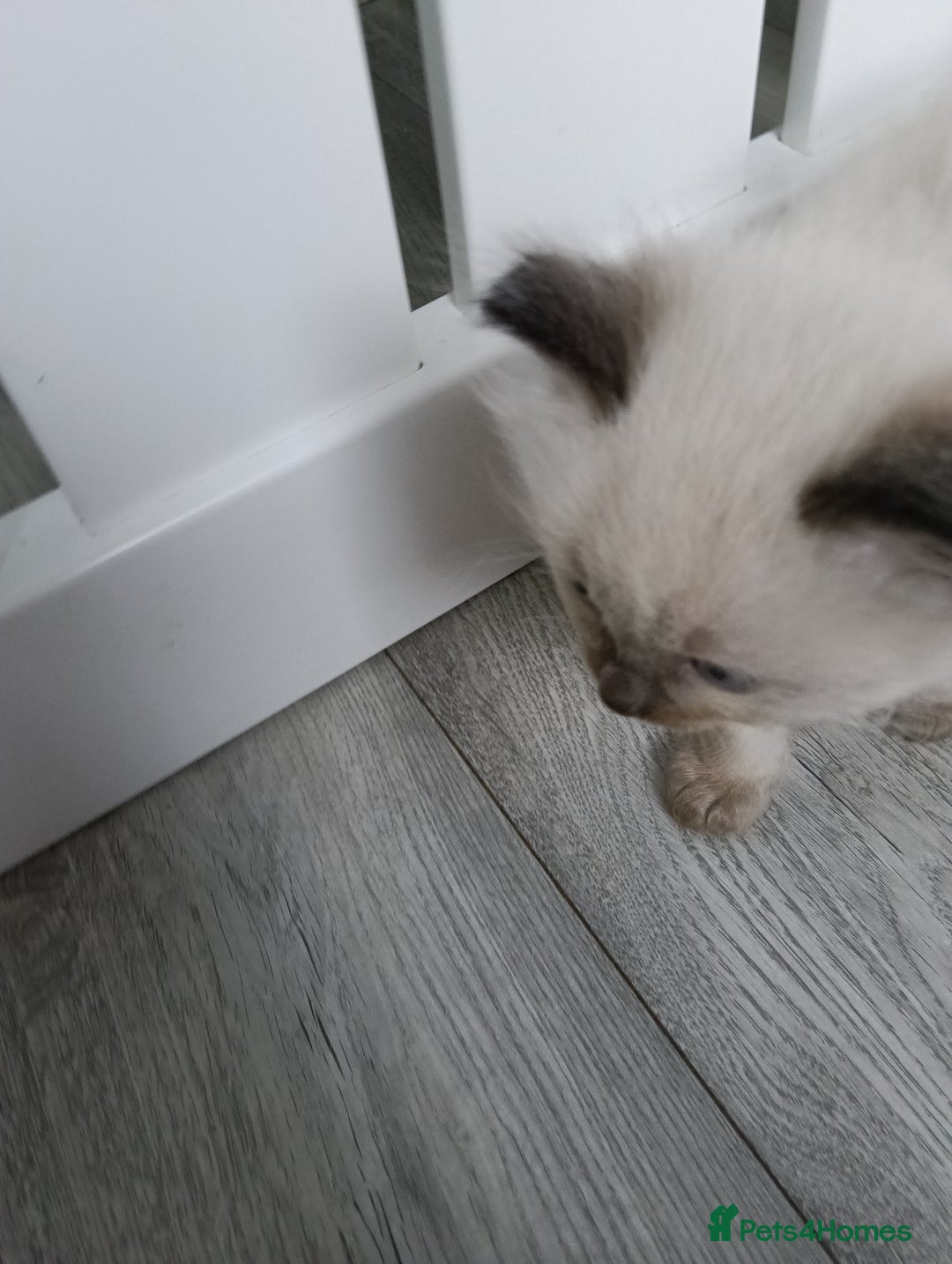 Ragdoll cats for sale: GCCF registered pedigree ragdoll kittens  - Advert 16