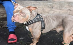 American Bulldog dogs for sale: Pocket bully 2 years old - Image 1