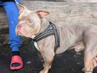 American Bulldog dogs - Advert 13