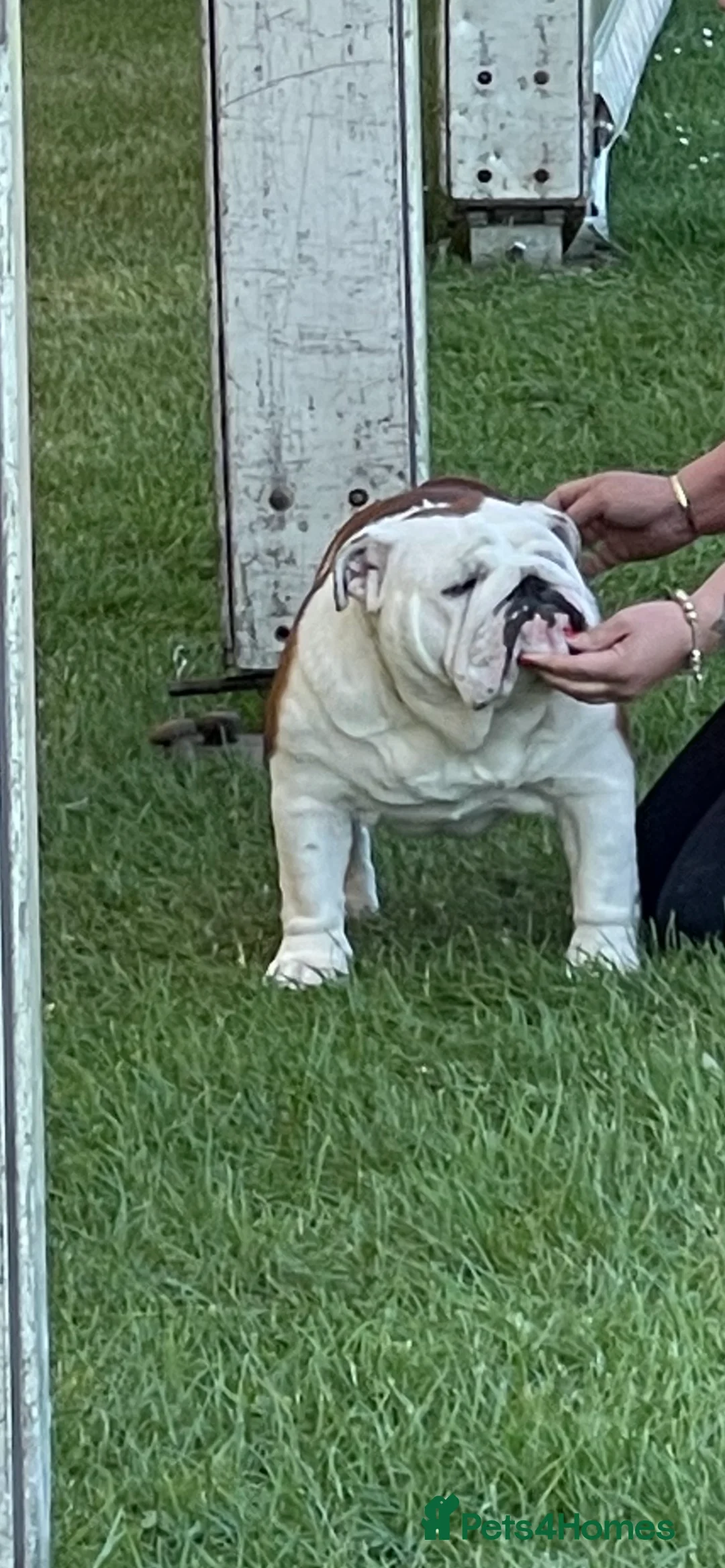 English Bulldog dogs for stud: TRUE TO TYPE - STANDARD - At Stud  in Ilkeston - Advert 13