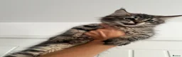 Maine Coon cats for sale: Maine coon kittens for sale - Advert 18