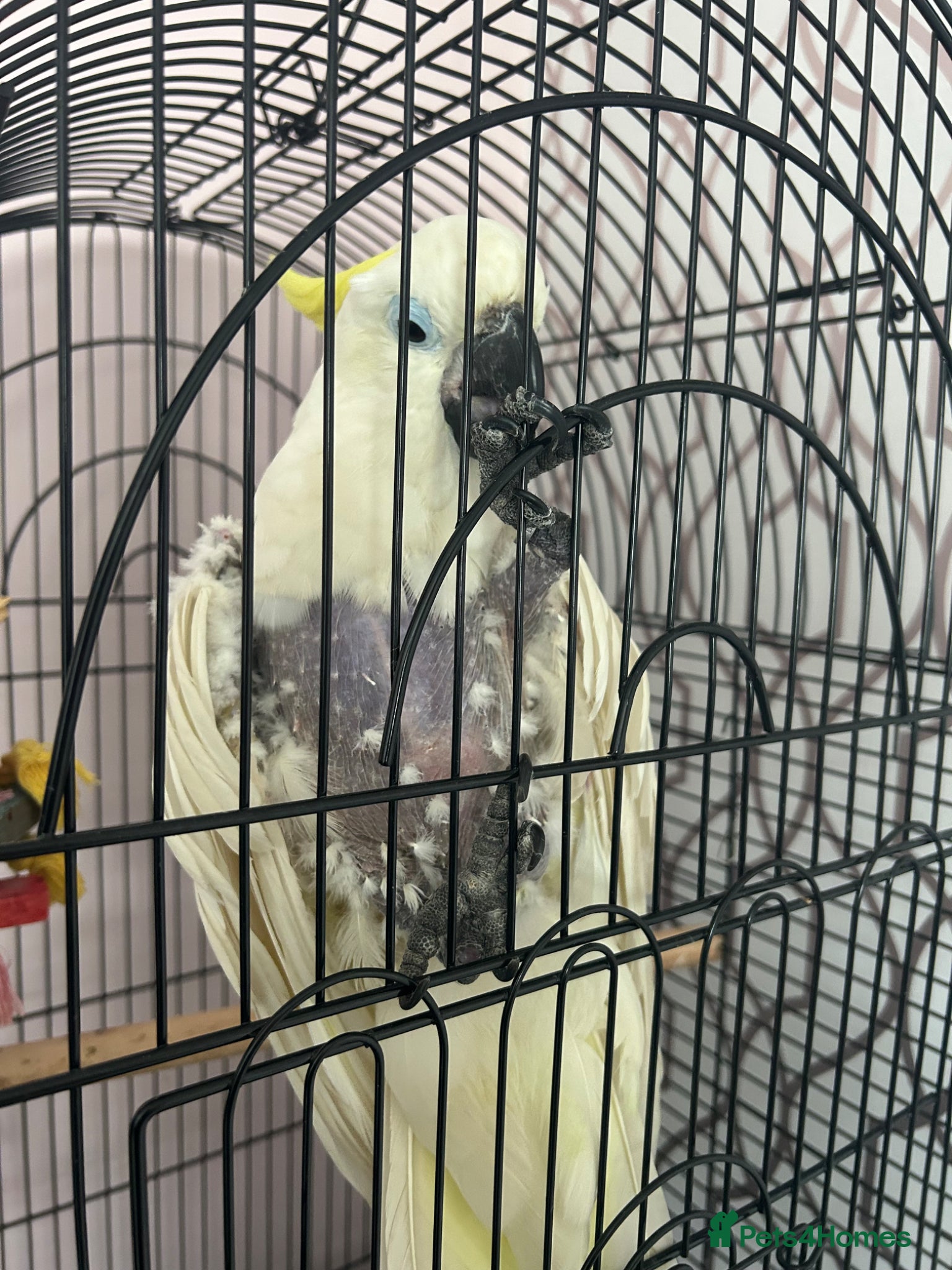 Cockatiels birds Female cockatoo  - Advert 2