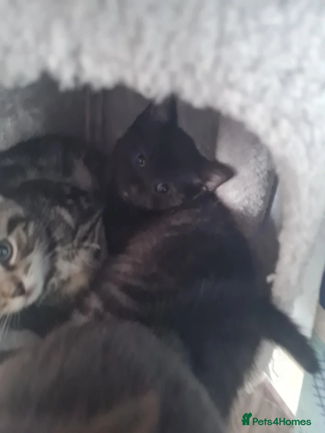 Mixed Breed cats for sale: Very friendly playful kittens for sale - Advert 6