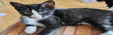Chloe