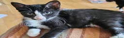 British Shorthair cats for sale: Kittens for sale  - Advert 4