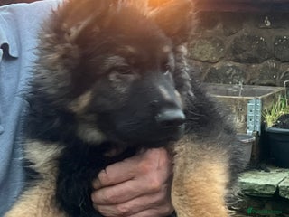 German Shepherd dogs Family reared **2 boys remaining 30/11/25 ** - Advert 2