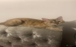 Bengal cats for stud: Bengal stud - Image 1