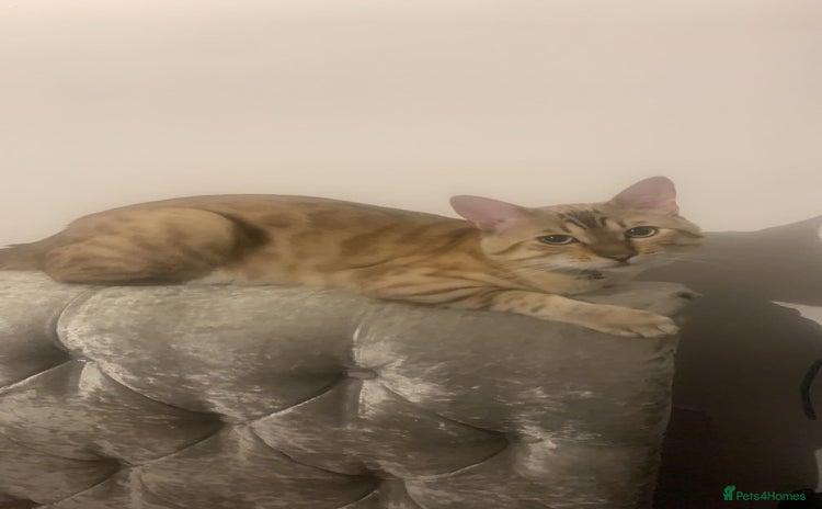 Bengal cats - Advert 2