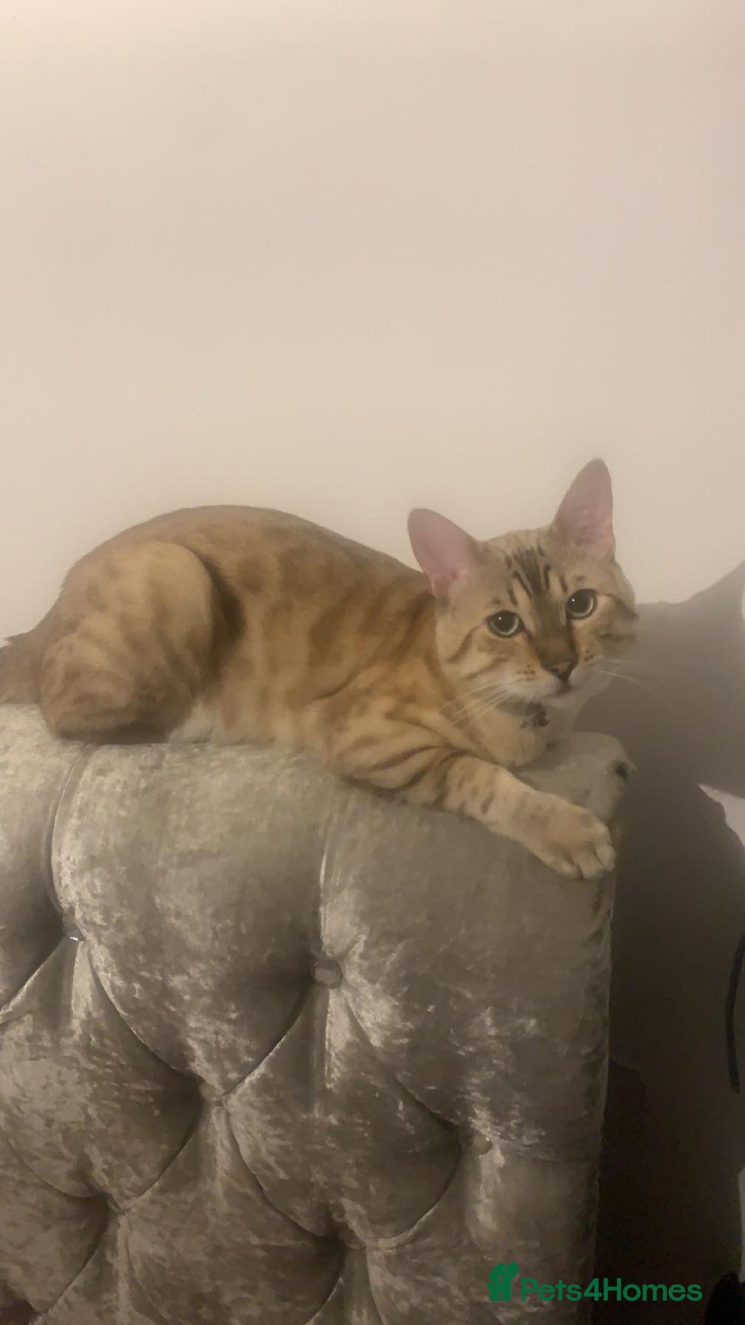 Bengal cats for stud: Bengal stud - Image 1