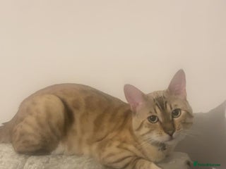Bengal cats - Advert 7