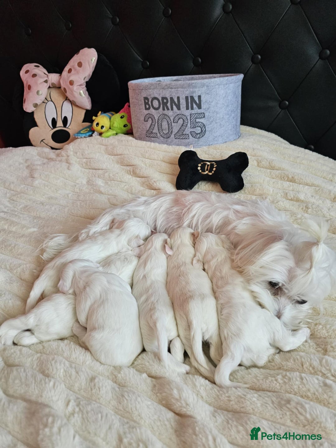 Bichon Frise dogs for sale: 6 bichon maltes - Image 11