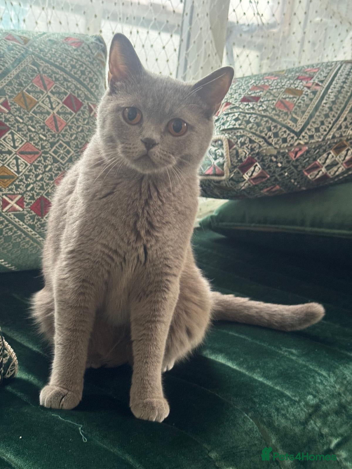 British Shorthair cats British short hair kittens up for sale (need gone) - Advert 6