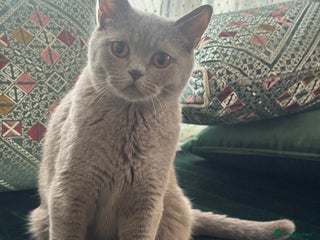 British Shorthair cats British short hair kittens up for sale (need gone) - Advert 1