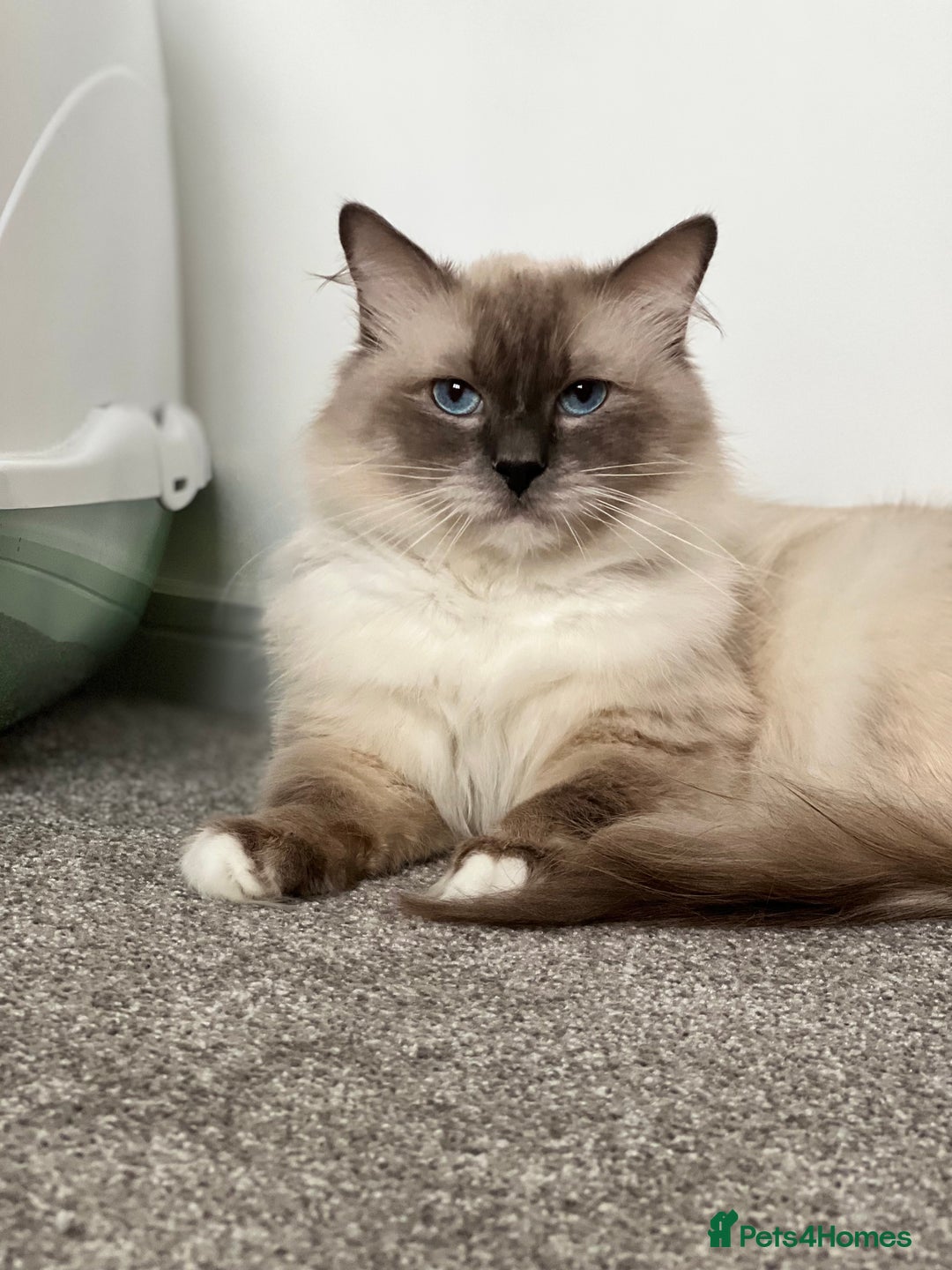 Ragdoll cats for stud: GCCF/TICA GrandChampion Bloodline Ragdoll for Stud in Accrington - Image 4