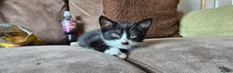 Mixed Breed cats for sale: Stunning Bengal/savannah x domestic shorthair  - Advert 5