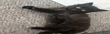 Mixed Breed 5